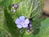 Brunnera macrophylla