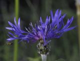 Centaurea subspecies axillaris