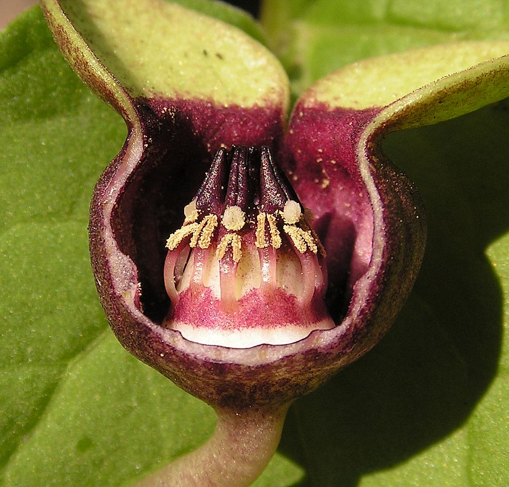 Image of Asarum sieboldii specimen.