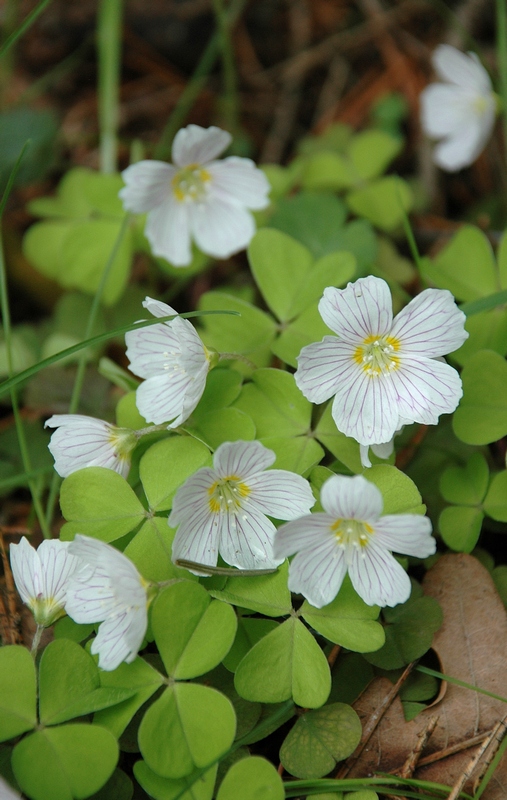 Изображение особи Oxalis acetosella.