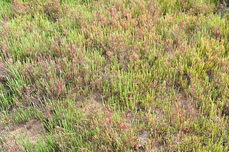 Изображение особи Salicornia perennans.