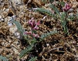 Astragalus suberosus ssp. haarbachii