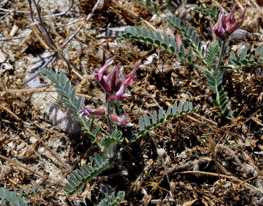 Изображение особи Astragalus suberosus ssp. haarbachii.