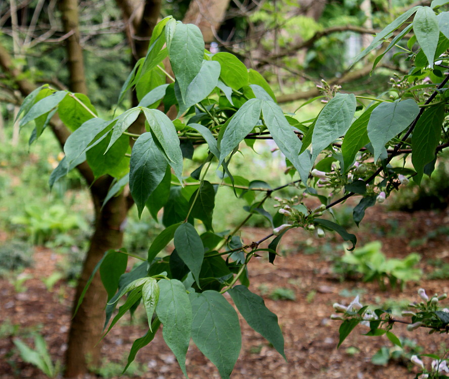 Image of Dipelta floribunda specimen.