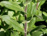 genus Inula