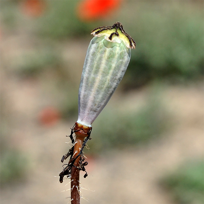 Изображение особи Papaver bipinnatum.