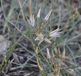 Allium moschatum