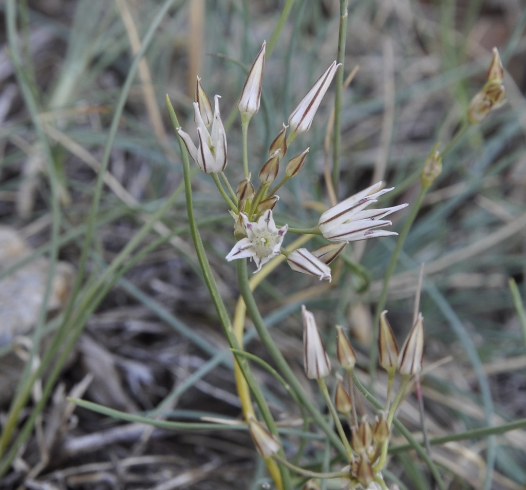 Изображение особи Allium moschatum.