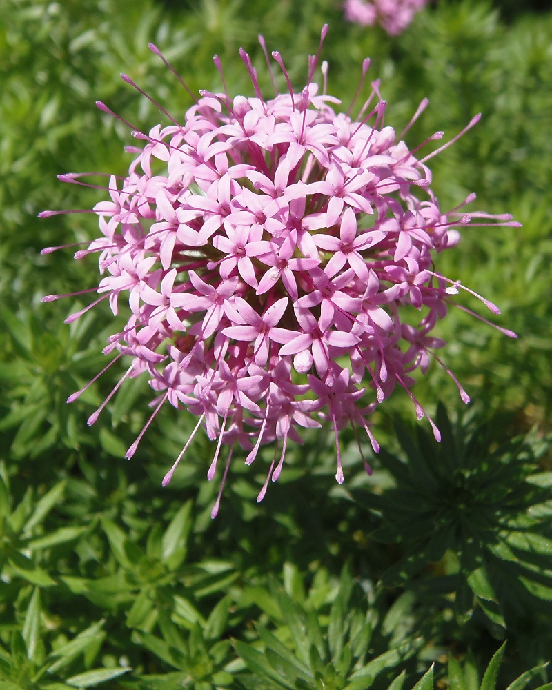 Image of Phuopsis stylosa specimen.