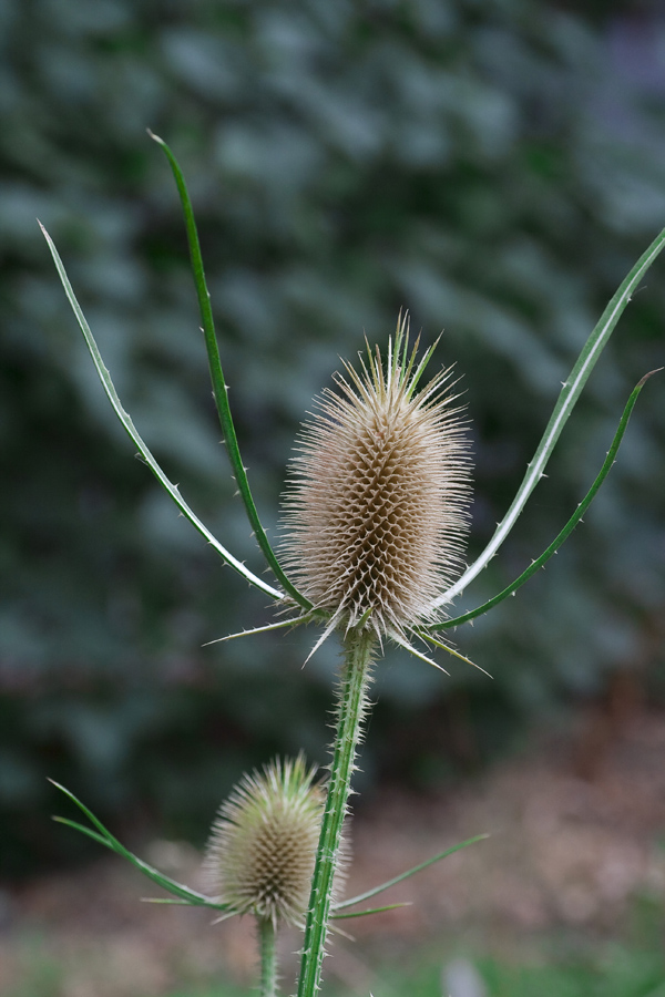 Изображение особи Dipsacus fullonum.