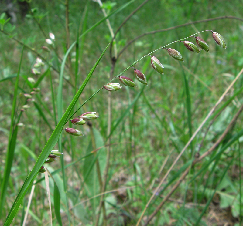 Image of Melica nutans specimen.