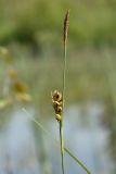 Carex panicea