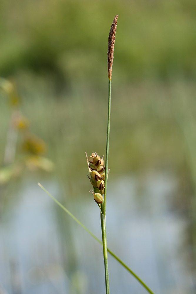 Image of Carex panicea specimen.