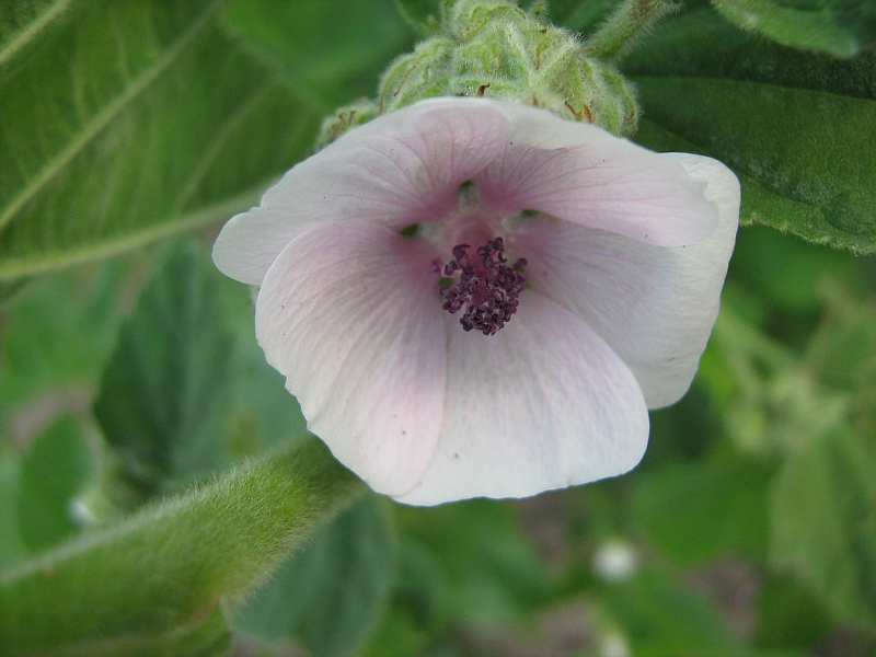 Image of Althaea officinalis specimen.