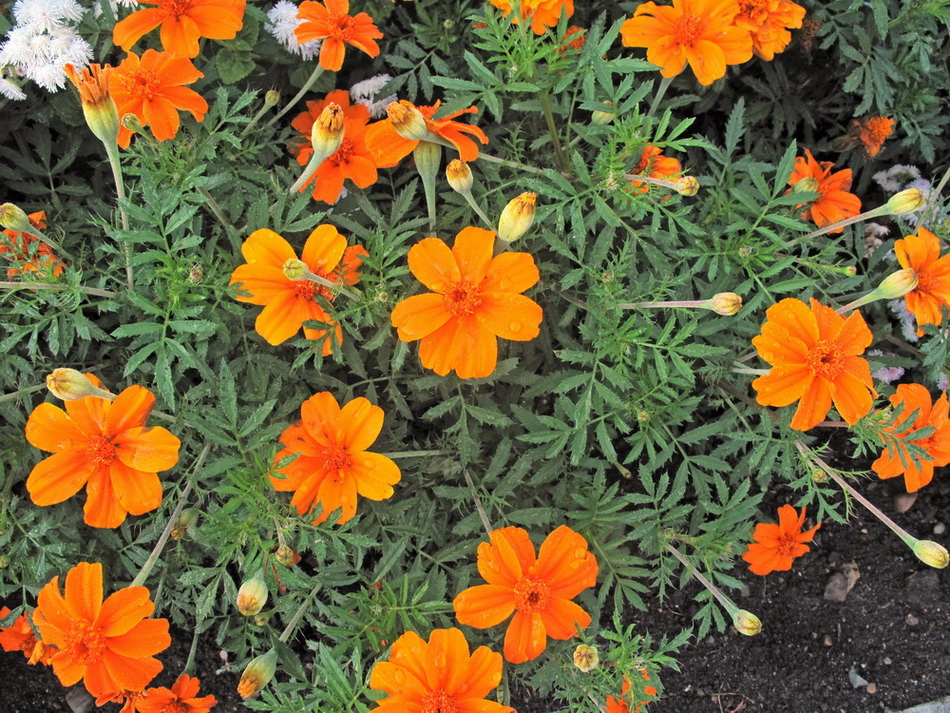 Изображение особи Tagetes patula.