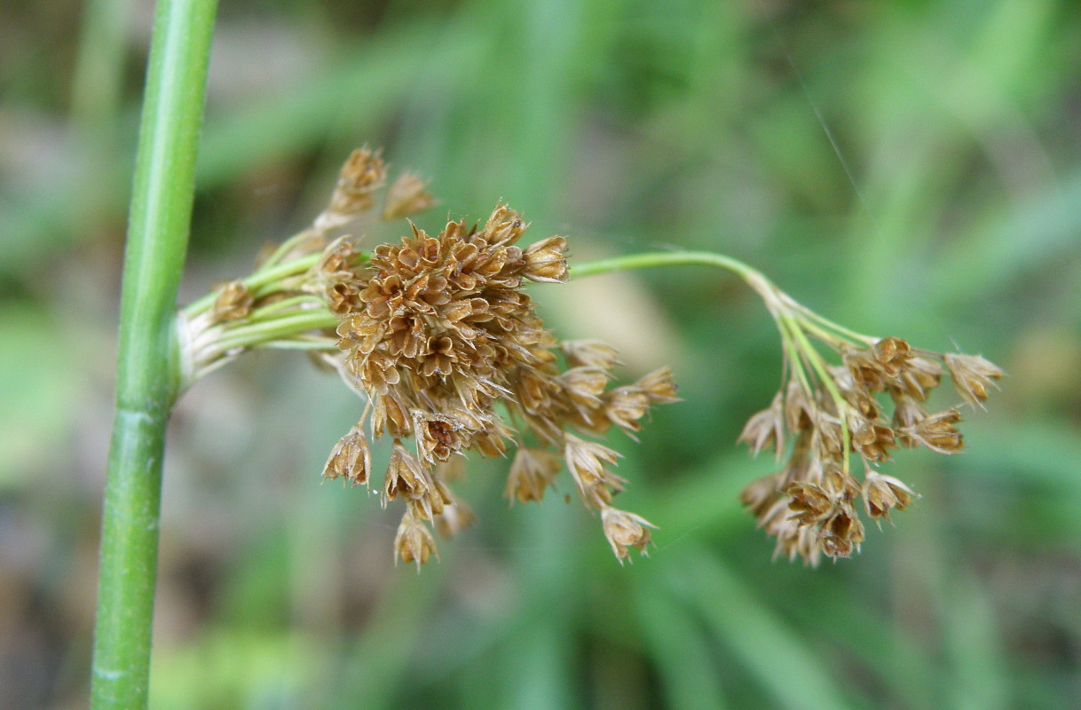 Image of Juncus inflexus specimen.