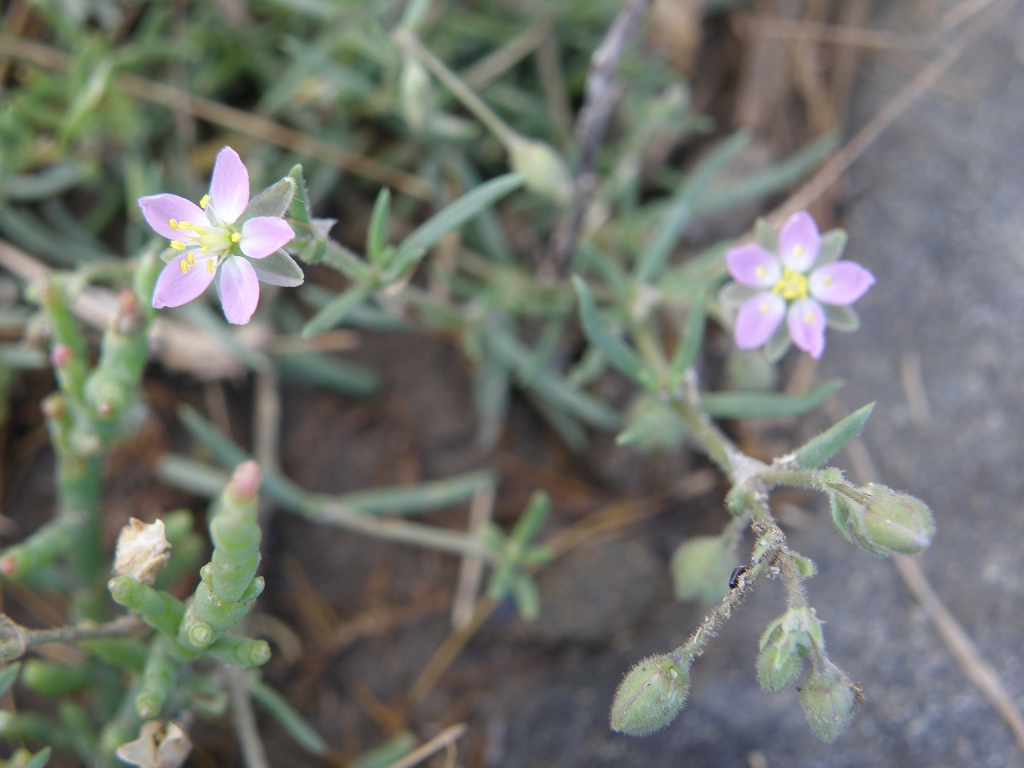 Image of Spergularia marina specimen.