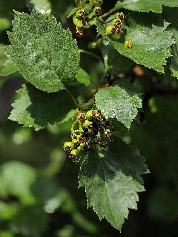 Image of Crataegus chlorocarpa specimen.