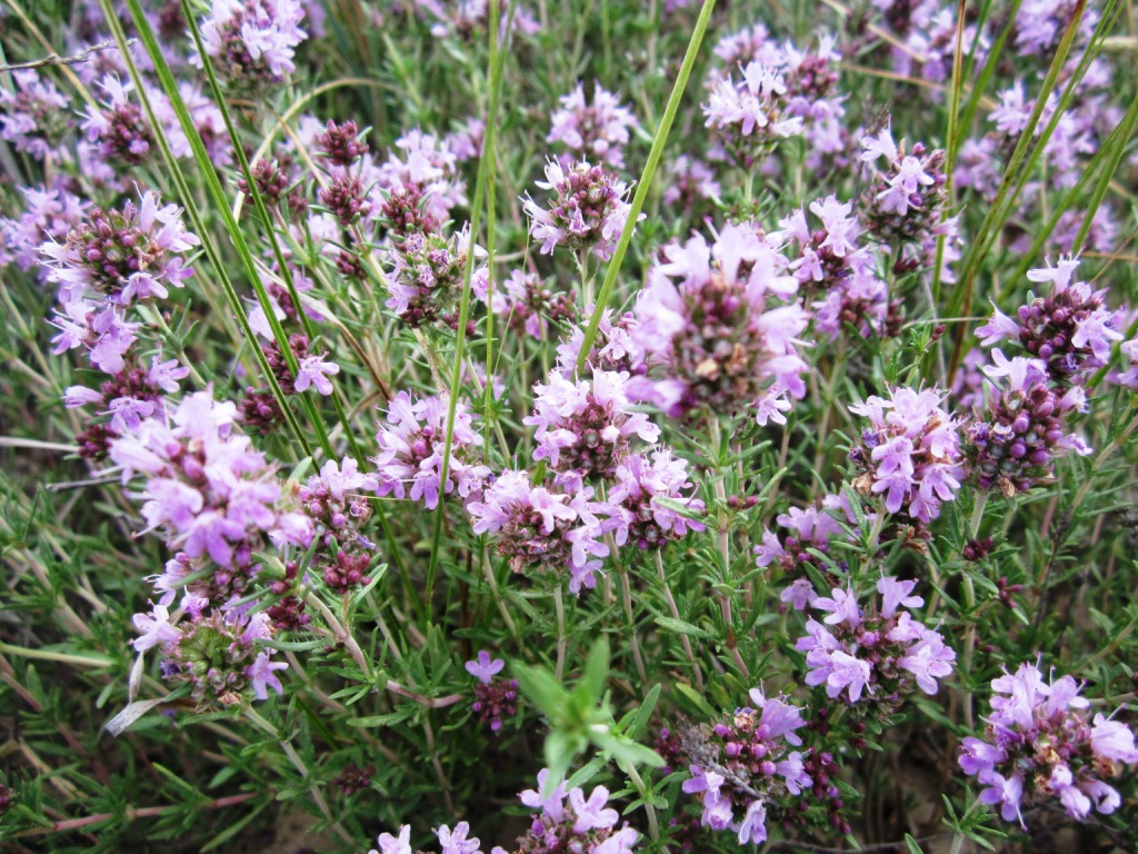 Изображение особи Thymus pallasianus.