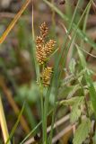 Carex serotina. Верхушка плодоносящего растения. Ленинградская обл., Волосовский р-н, дер. Донцо, берег озера. 29.09.2013.