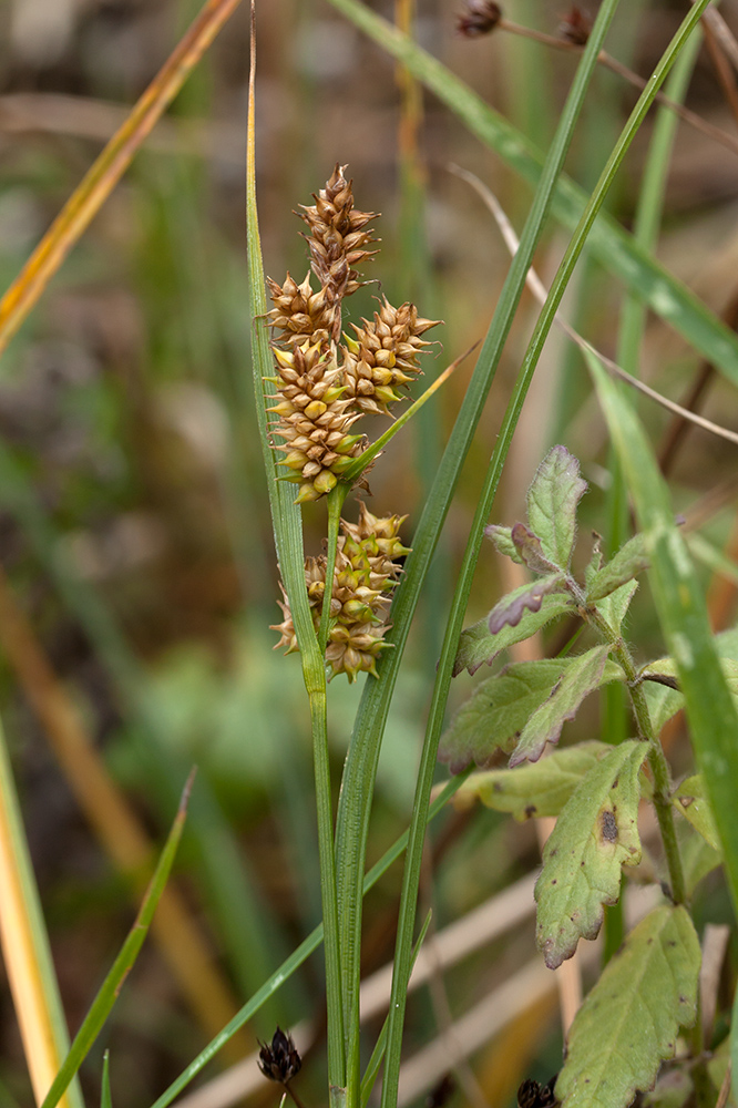 Изображение особи Carex serotina.