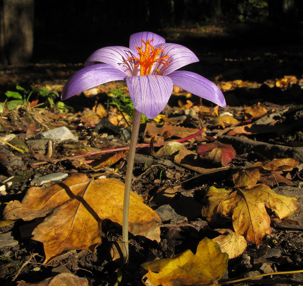 Изображение особи Crocus speciosus.