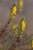 Orthanthella lutea. Верхушки растений с соцветиями. Ростовская обл., Аксайский р-н, окр. хут. Александровка. 13.09.2013.