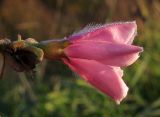 Convolvulus cantabrica