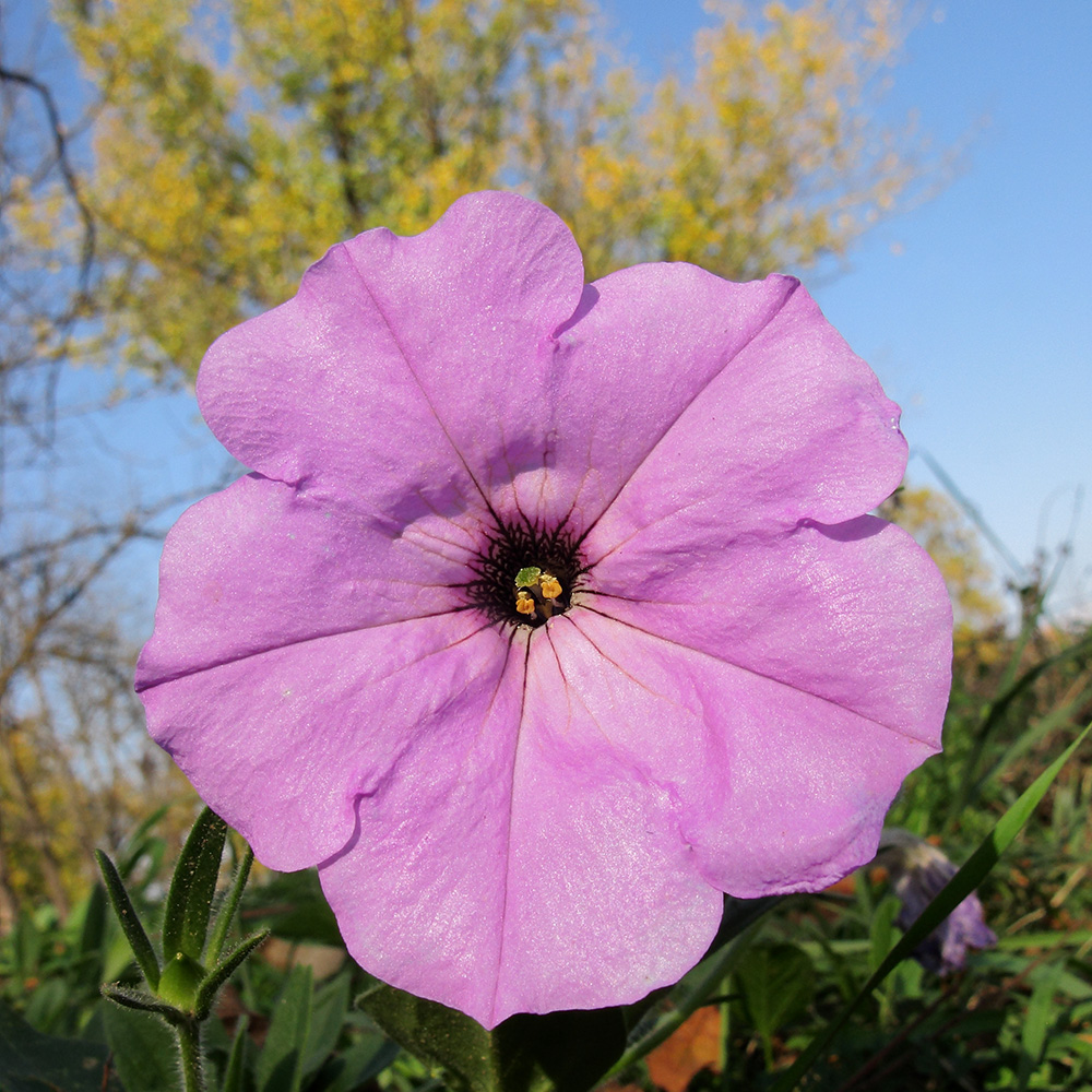 Изображение особи Petunia &times; atkinsiana.