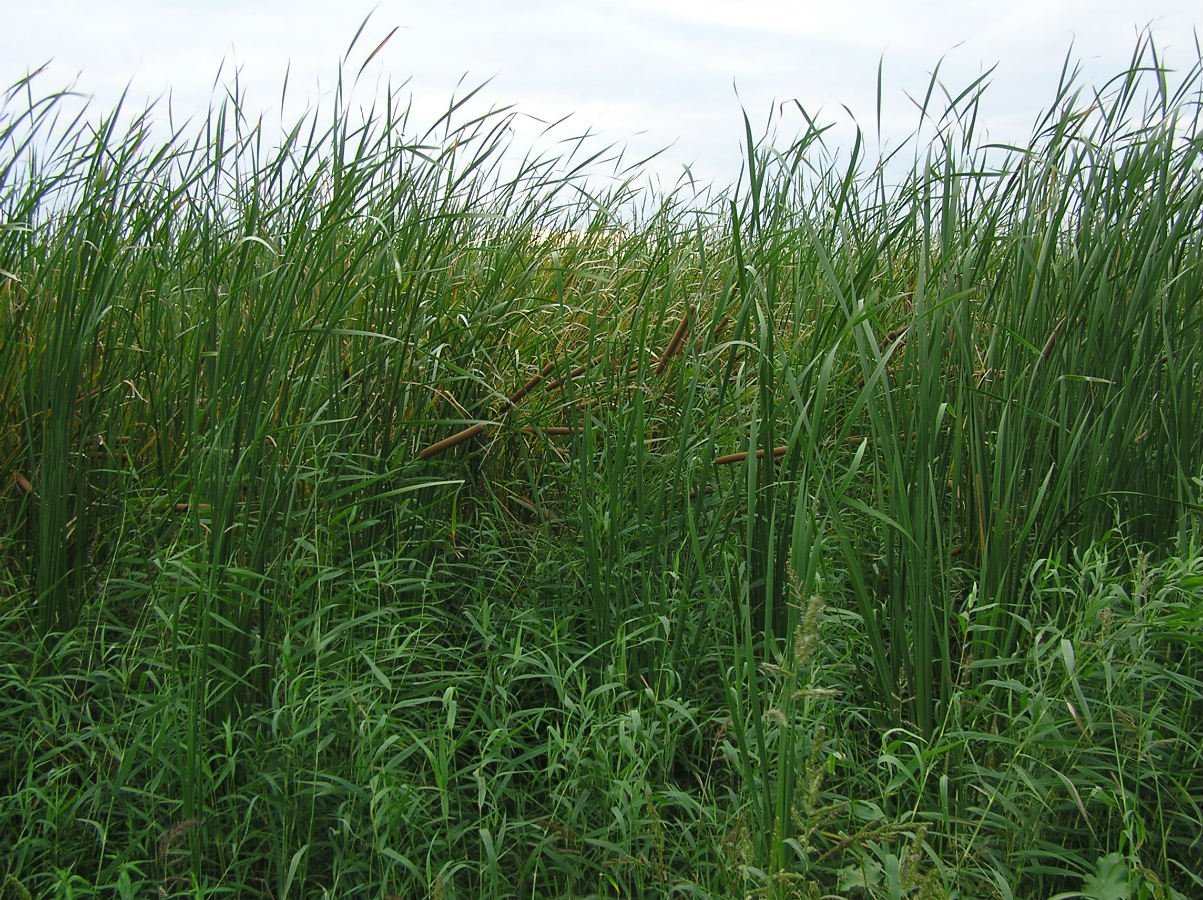 Image of genus Typha specimen.