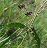 Vincetoxicum scandens. Часть побега с цветками. Ростовская обл., Тарасовский р-н, опушка байрачного леса. 17.05.2013.