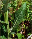 Verbascum lychnitis. Часть стебля с листом. Чувашия, окр. г. Шумерля, обочина дороги к хлебозаводу. 30 июня 2009 г.