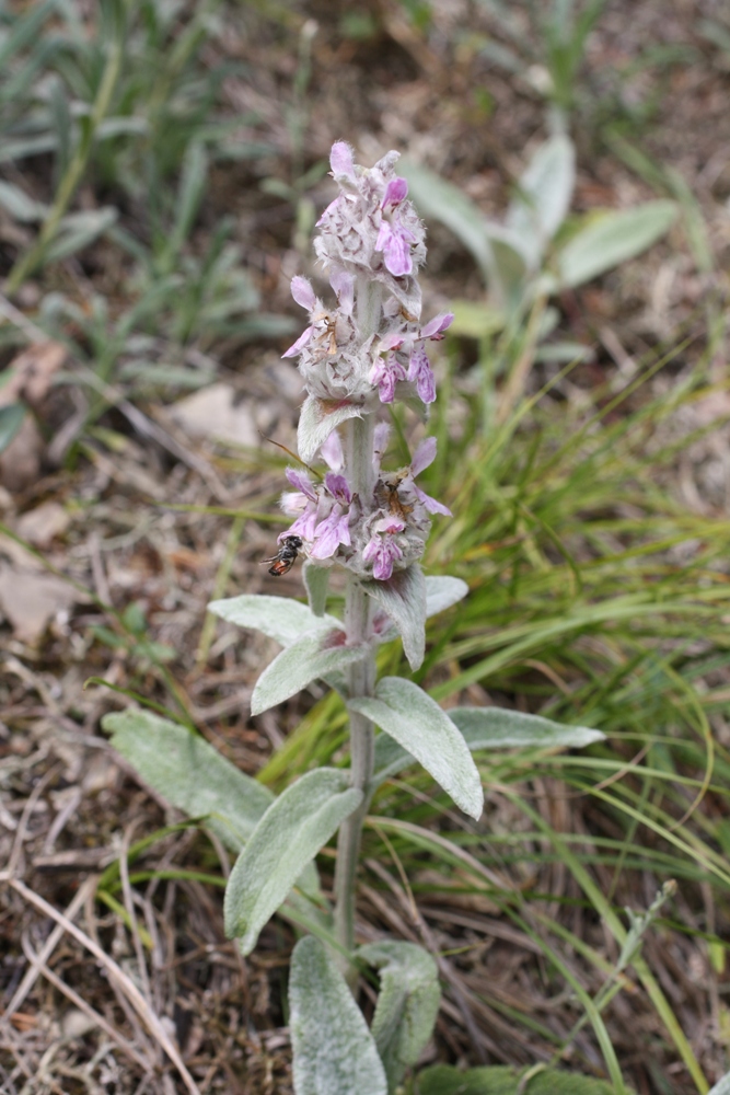 Image of Stachys cretica specimen.