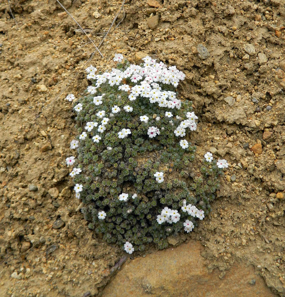 Изображение особи Androsace barbulata.