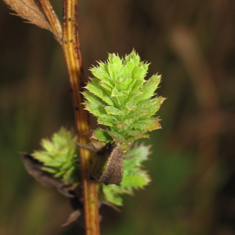 Image of Cirsium arvense specimen.