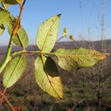 genus Rosa. Лист (вид с тыльной стороны). Краснодарский край, Крымский р-н, окр. хут. Верхняя Ставрополька, злаково-разнотравный луг. 10.11.2013.