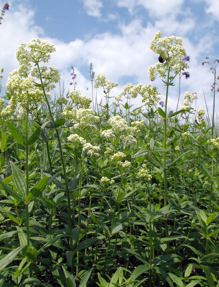 Image of Galium boreale specimen.