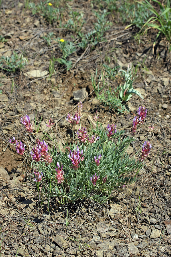 Изображение особи Astragalus schrenkianus.