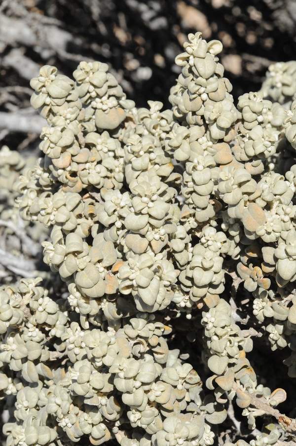 Image of Shepherdia rotundifolia specimen.