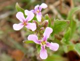 Chorispora tenella