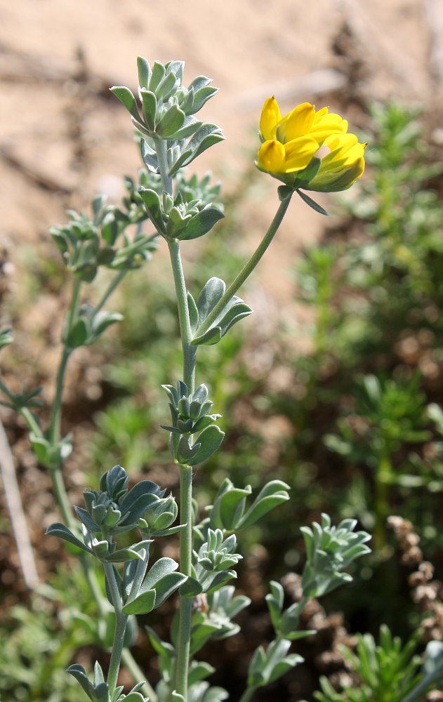 Image of Lotus creticus specimen.