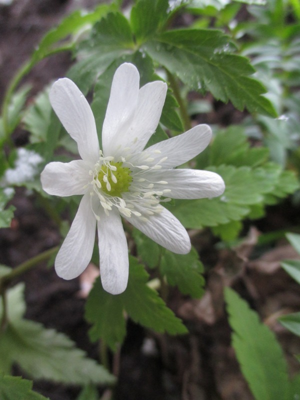 Image of Anemone altaica specimen.