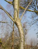 Myrica pensylvanica. Средняя часть ствола молодого растения с основаниями скелетных ветвей. Германия, г. Дюссельдорф, Ботанический сад университета. 13.03.2014.