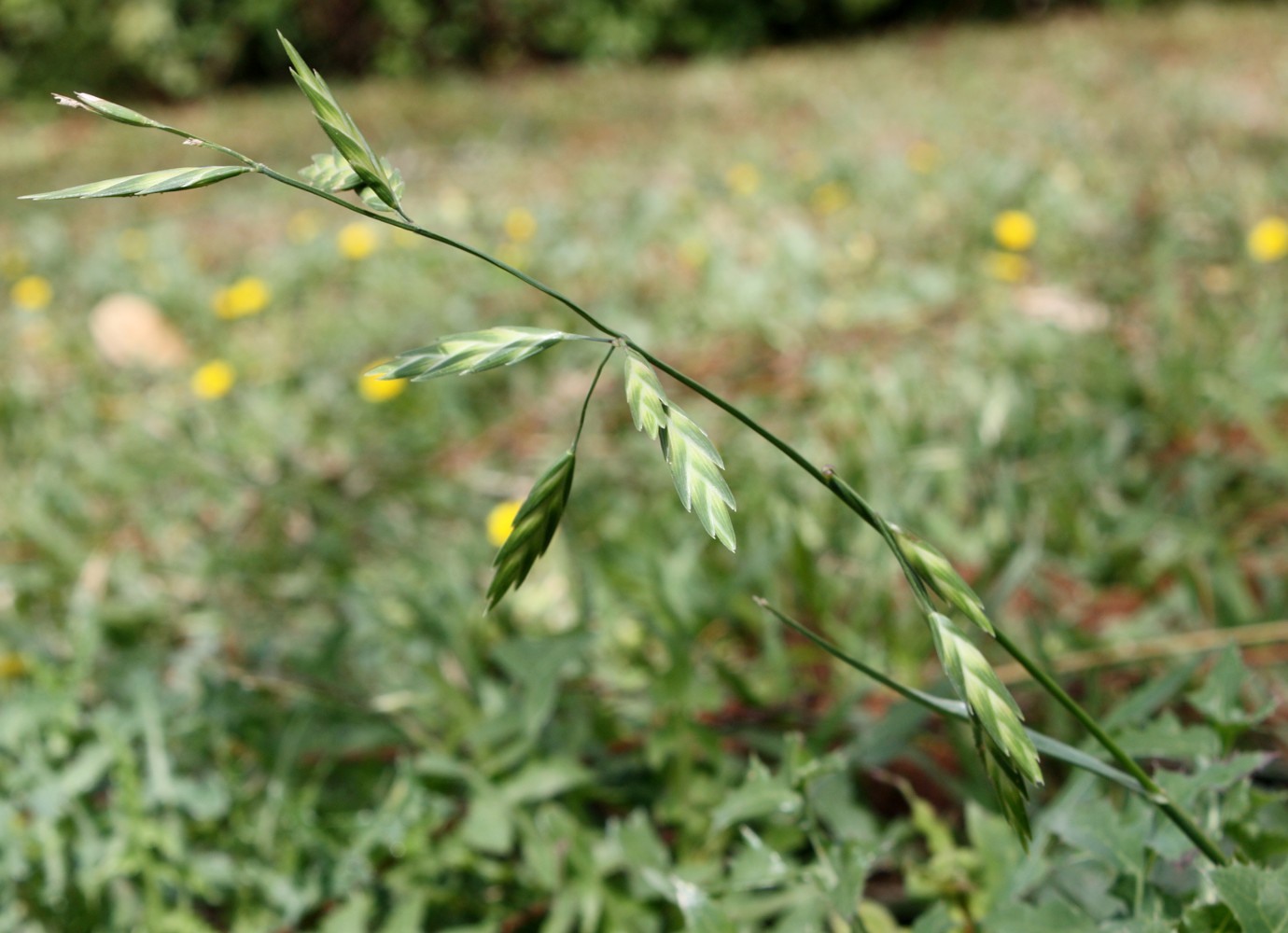 Image of Ceratochloa cathartica specimen.