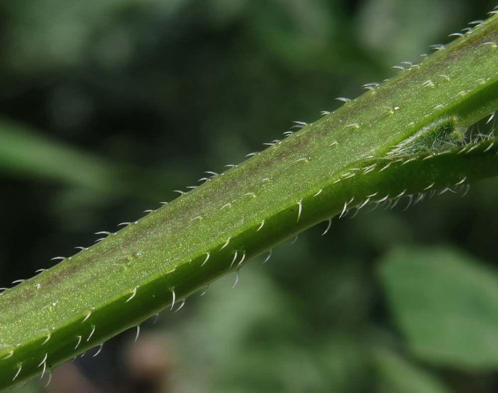 Image of Asperugo procumbens specimen.