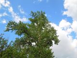 Populus × sibirica. Крона плодоносящего дерева. Москва, Новогиреево, промзона. 14.05.2014.