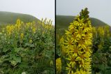 Ligularia subsagittata