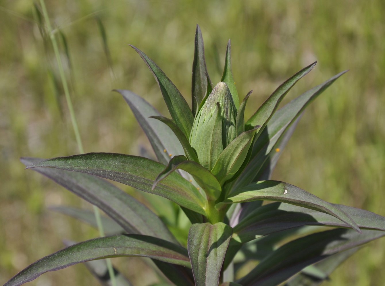 Изображение особи Digitalis lanata.