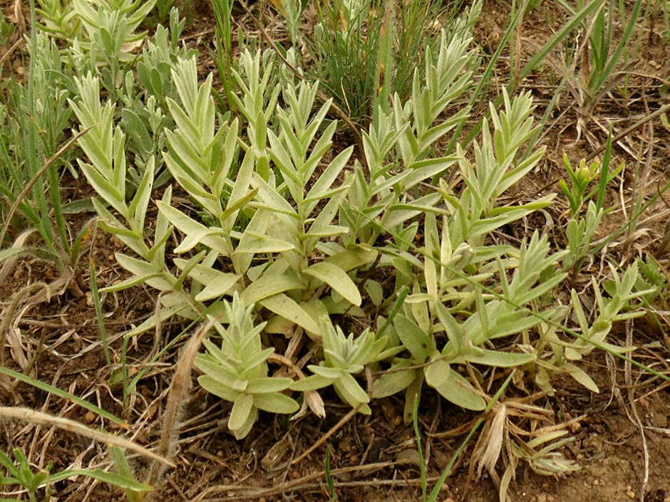 Image of Cymbochasma borysthenica specimen.