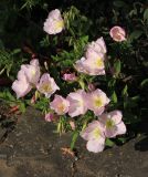 Oenothera speciosa. Цветки. Крым, Ялтинский горсовет, пос. Никита, Никитский ботанический сад, в культуре. 14 мая 2014 г.